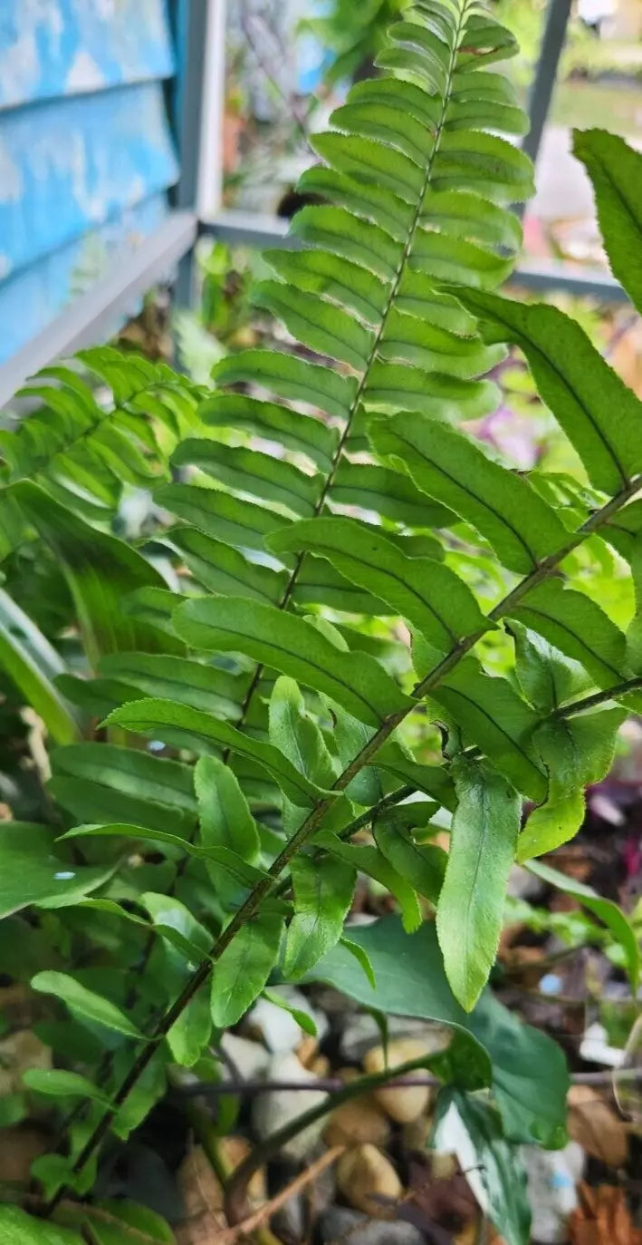 Sword Fern Starter Plant - Kimberly Fern - Ostrich Fern - Rooted - Nephrolepis exaltata