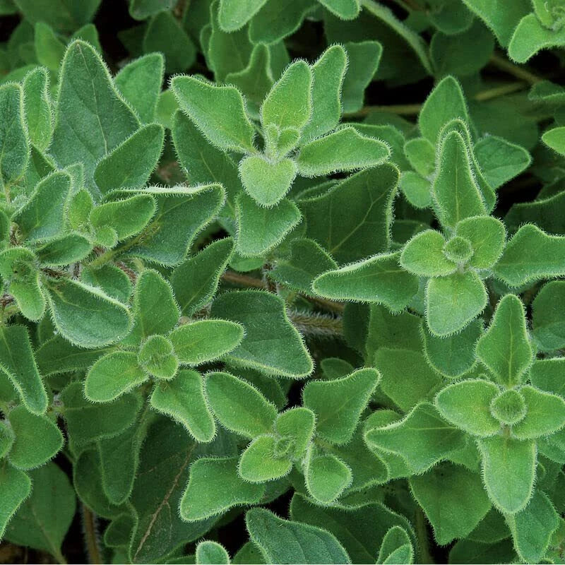 Greek Oregano Herb Seeds for Planting - 500 Seeds - Italian Spice (Origanum vulgare subsp. hirtum)