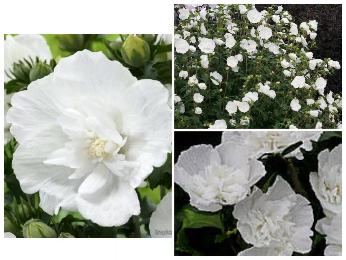 Heirloom White Chiffon Double Rose of Sharon Hibiscus Seeds – 25+ Seeds, White Flower, Pollinator Attracting, Hibiscus syriacus