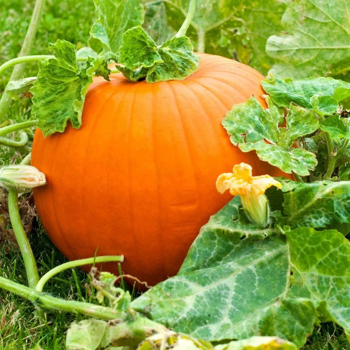 Live Pumpkin Plant Seedling in 4-Inch Pot | Cucurbita pepo | Easy to Grow Garden Ready