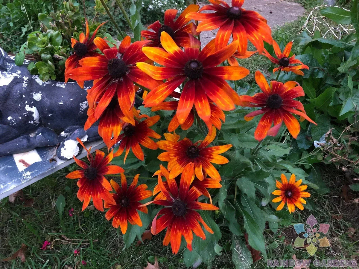 Gypsy Chycks Rudbeckia Seeds - 200+ Black-eyed Susan Seeds for Garden Planting - Rudbeckia hirta USA