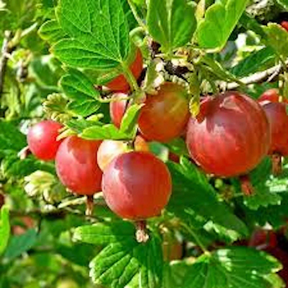 Pixwell Gooseberry Plant 2-Year-Old Ribes uva-crispa Light Green to Pink Berries, Tart Flavor, 4-6' Tall, Zones 3-8
