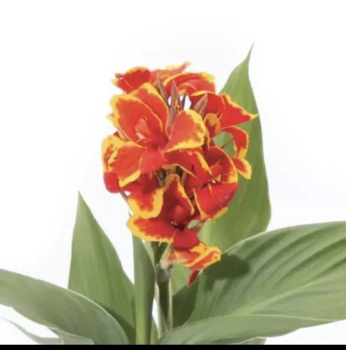 Canna Cannova Red Gold Flame Live Plant Plugs – Tropical Perennial Garden Planters – Canna indica