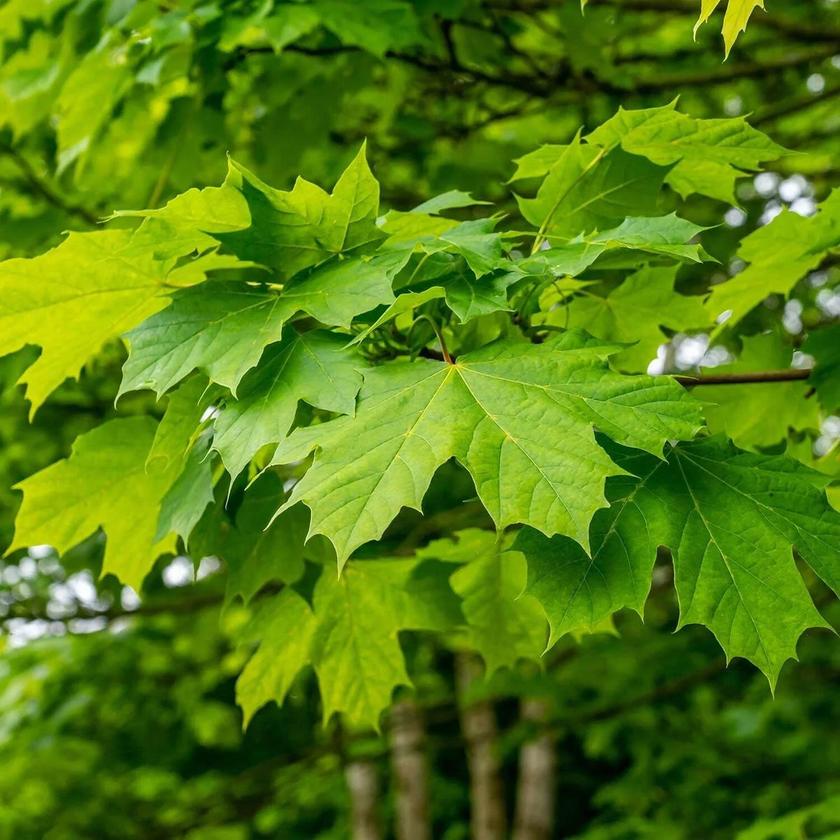 Green Maple Tree Seeds, 10 Seeds, Organic Acer, Bonsai Specimen, Hardwood, Syrup Production