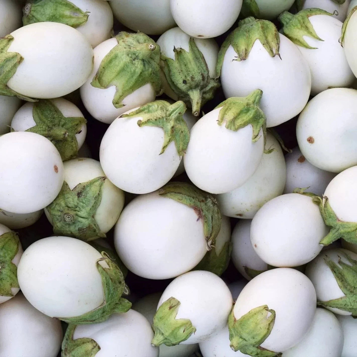 Organic White Egg Eggplant Seeds - Heirloom, Non-GMO, Solanum melongena, 50+ Seeds for Home Gardening