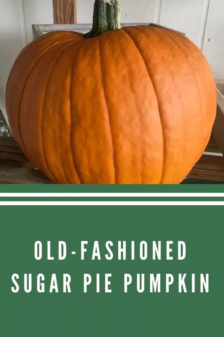 Sugar Pie Pumpkin Seeds - 10+ Heirloom, Non-GMO, Organic - Perfect for Pumpkin Pie (Cucurbita pepo)