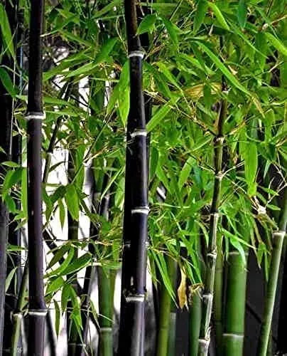 Black Bamboo Seeds - 300+ Rare Jumbo Pack - Exotic Fast Growing Plants - Phyllostachys nigra