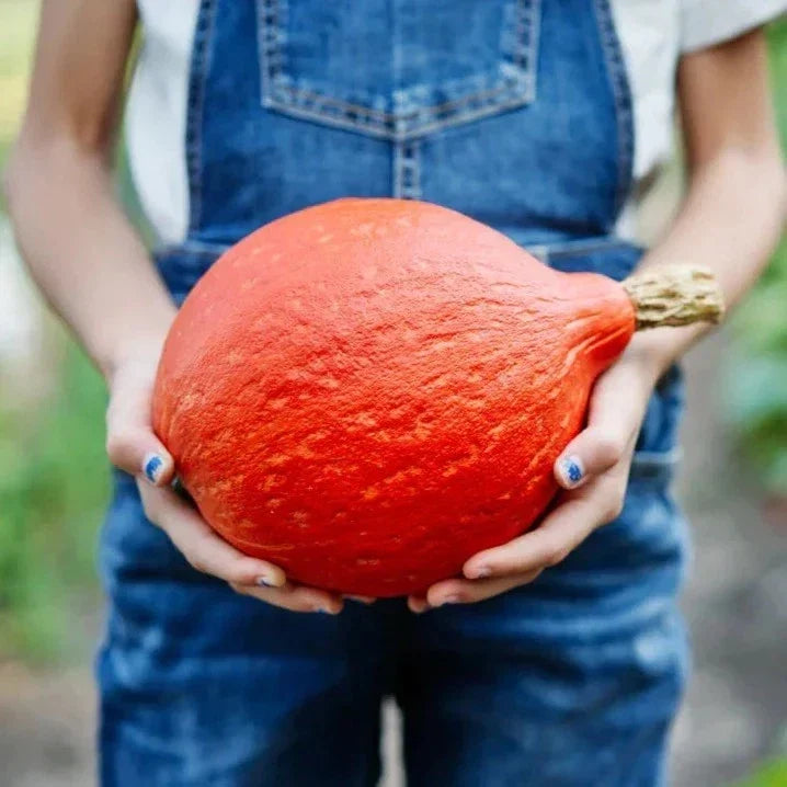 Japanese Red Kuri Squash Seeds – Organic Heirloom Uchiki Kuri, Cucurbita maxima, Pack of 10 Non-GMO Seeds for Home Gardening