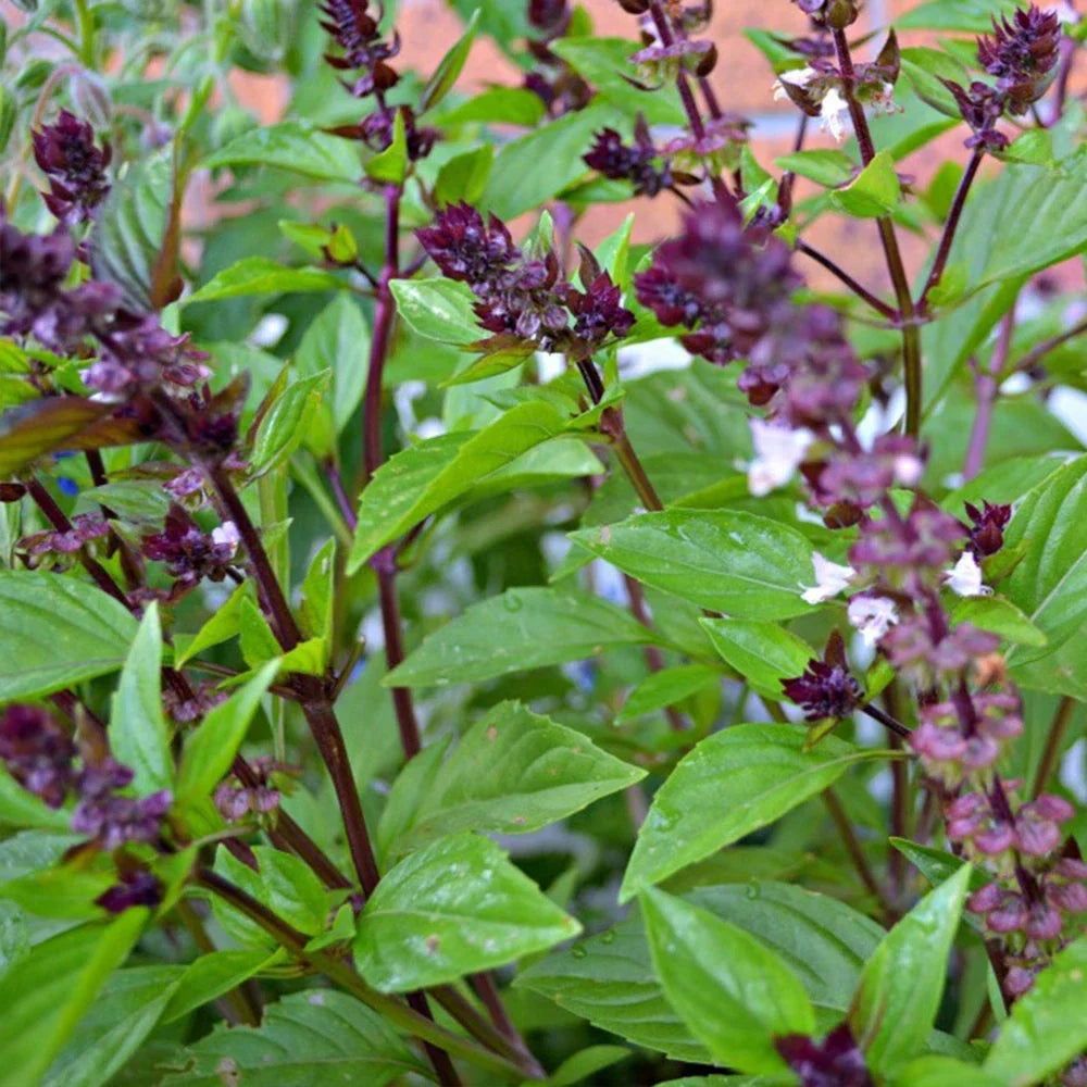 Cinnamon Basil Seeds Non-GMO Herb Garden Starter Ocimum basilicum, Fragrant, Compact, Culinary