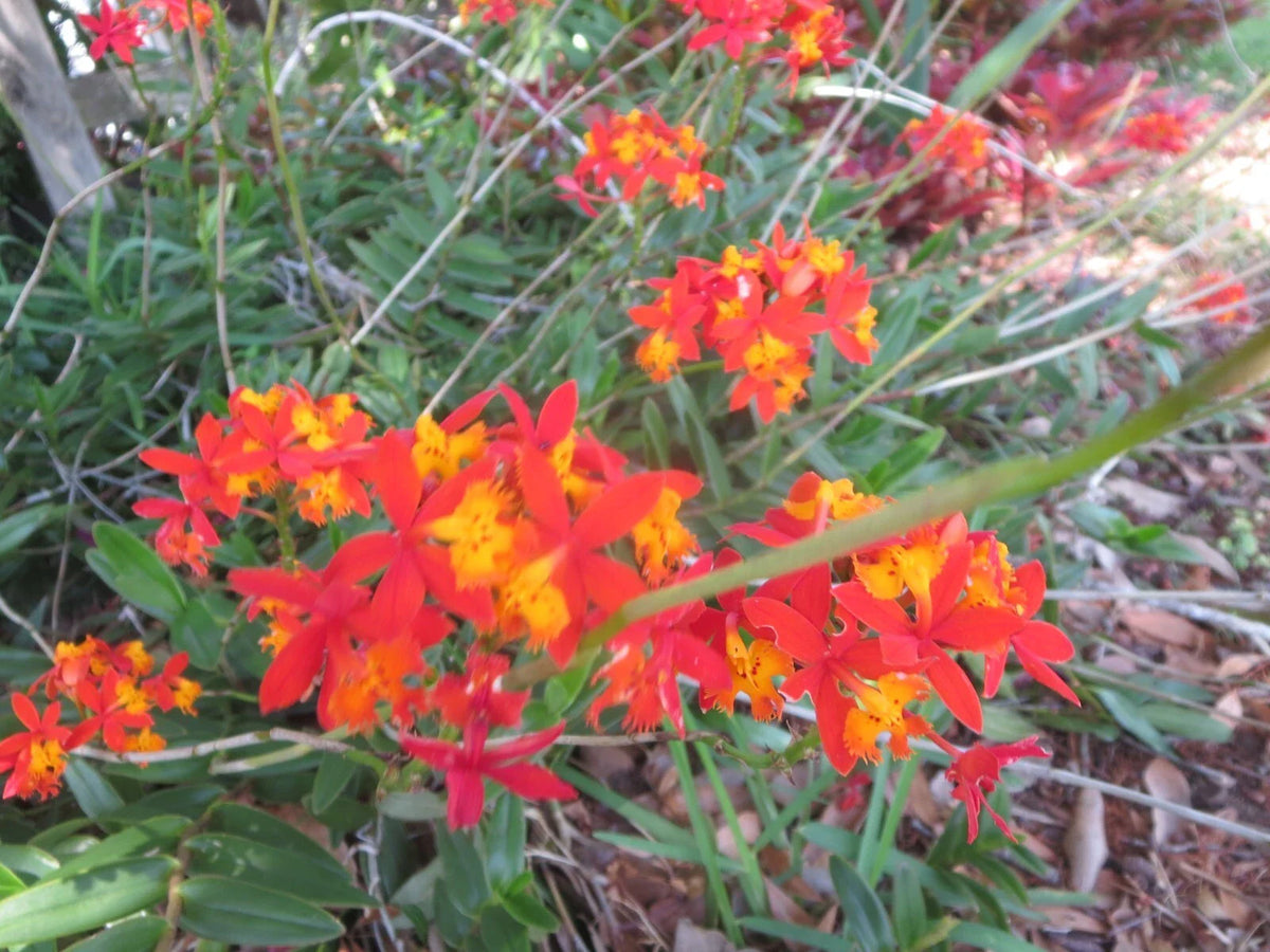 Ground Orchid Cuttings - 5 Epidendrum Orange with Aerial Roots - Tropical Plant for Home Garden or Indoor Decor