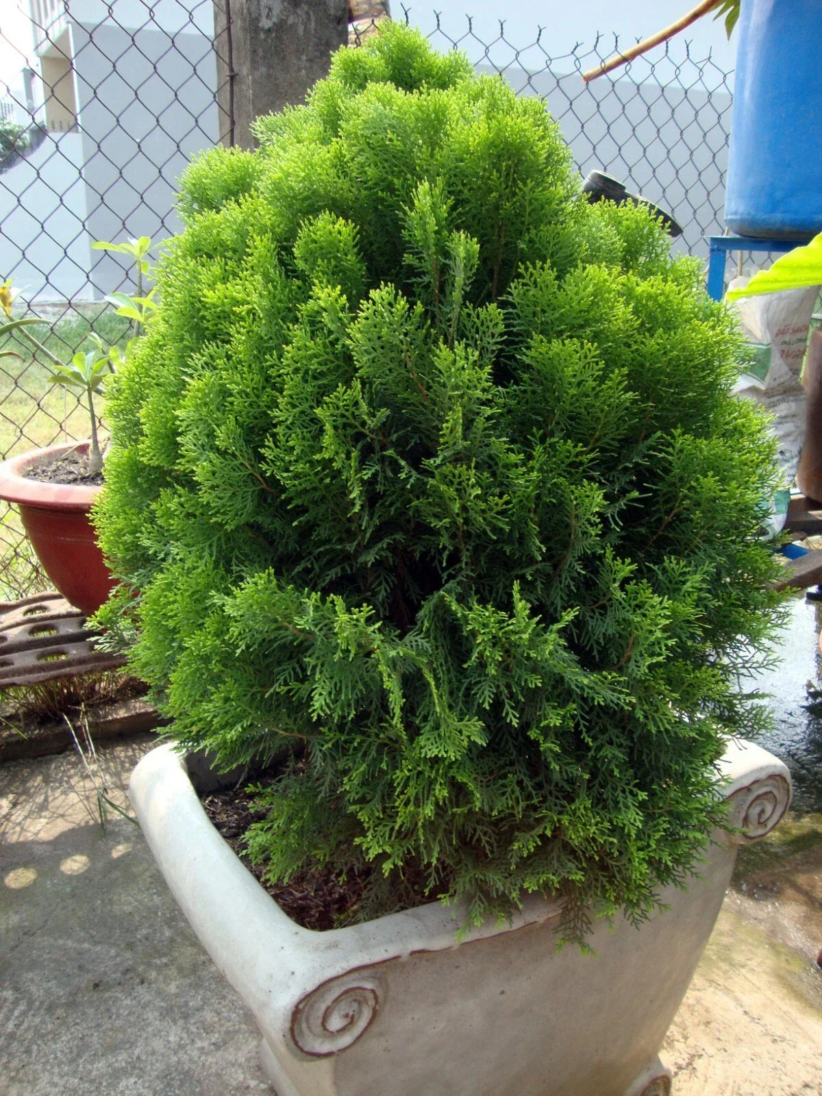 Oriental Arborvitae Seeds - 30 Count - Platycladus orientalis - Hardy Evergreen Tree for Landscaping