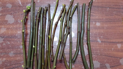 White Kadota Fig Cuttings (Ficus carica) - 2 Unrooted 6-8" | Rare Heirloom Green Fig | Sweet Fruit Tree for Propagation & Home Gardens
