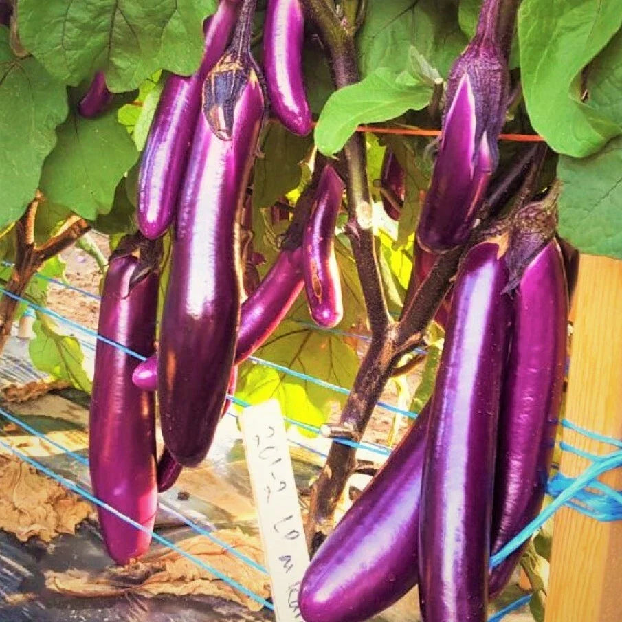 Purple Shine Chinese Eggplant Seeds - Long Aubergine Asian Vegetable Seeds - Solanum melongena - 2025