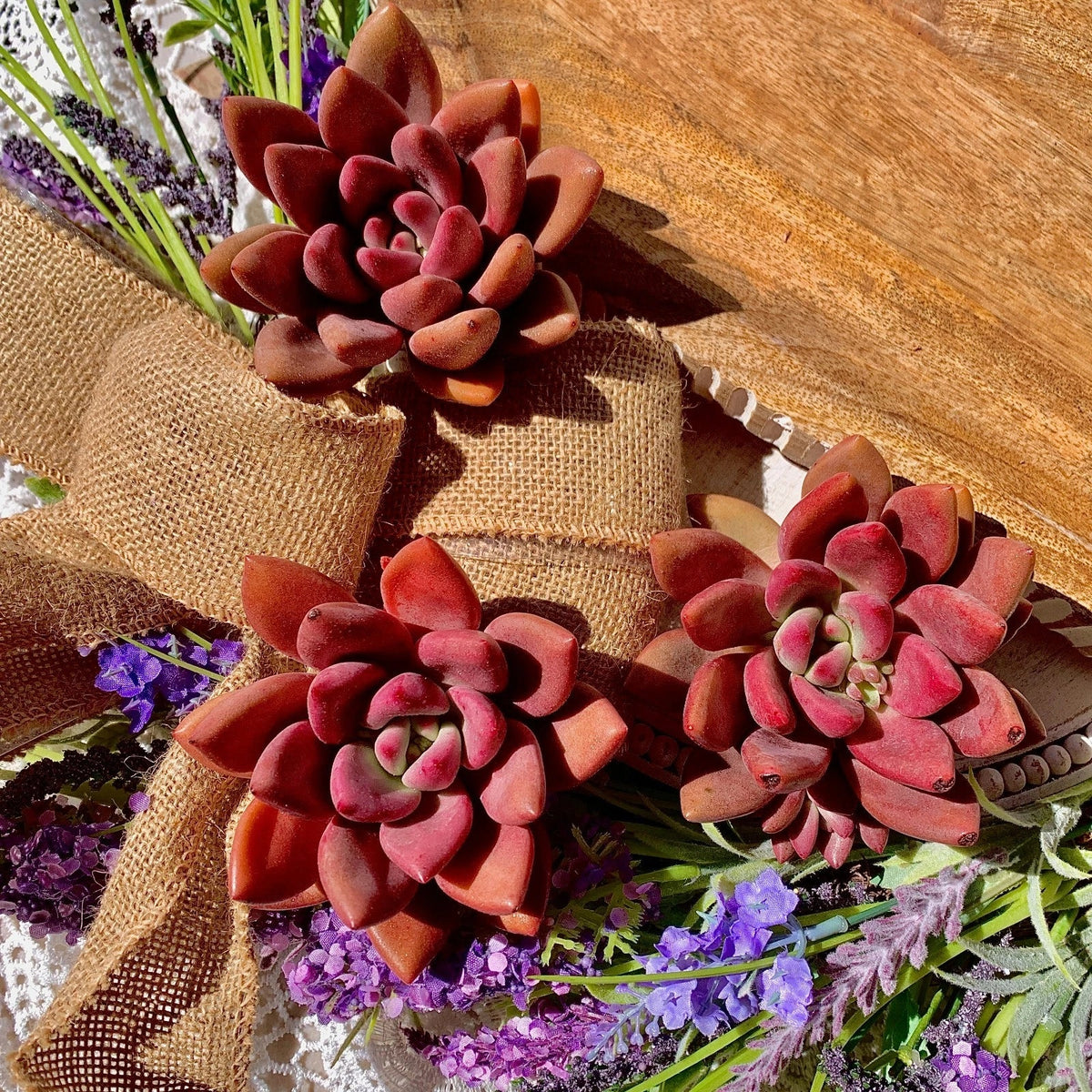 Succulent Plant Graptoveria Ruby Donna Bare Root Easy Care Live Home Decor - Ideal Indoor Houseplant for Beginners