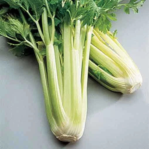 Golden Self Blanching Celery Seeds | Heirloom Non-GMO | Vegetable Garden Seeds | Apium graveolens