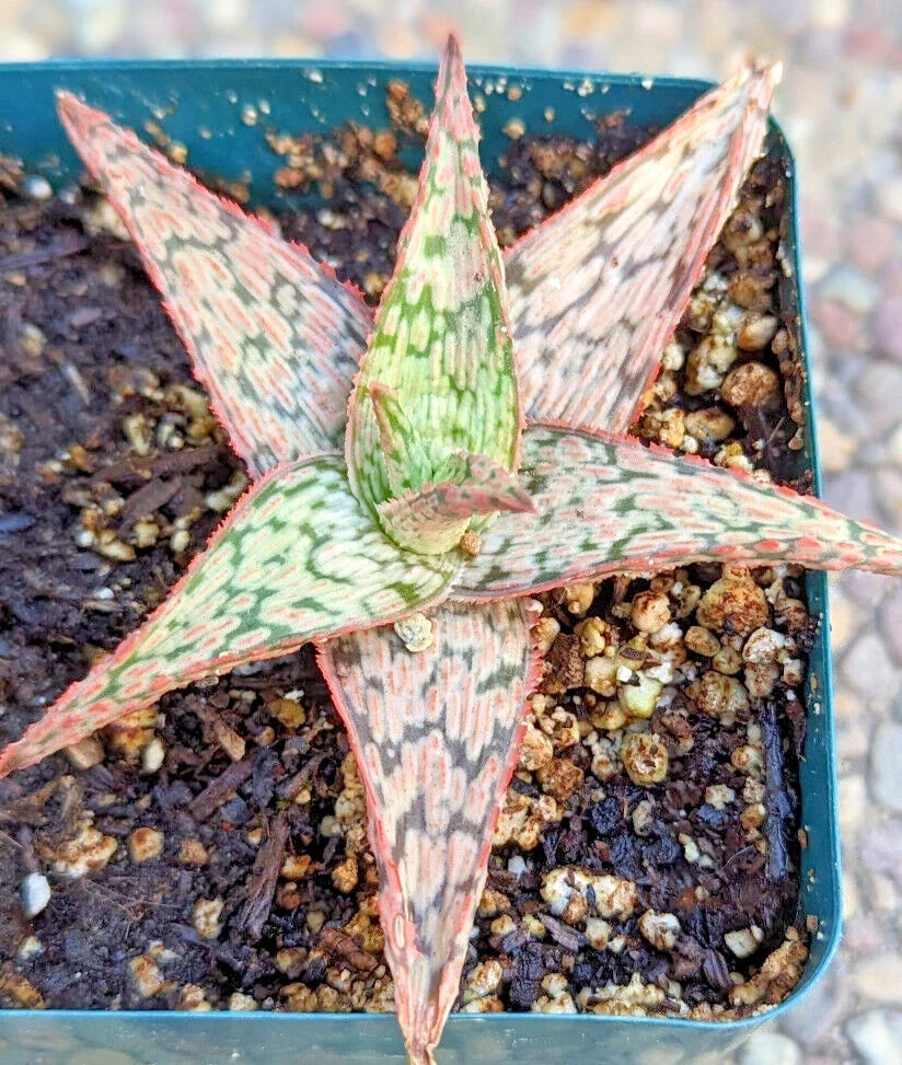 Aloe 'Pink Blush' Potted Plant - 4" Diameter - Pink Edges - Aloe Hybrid Succulent for Indoor & Outdoor Spaces