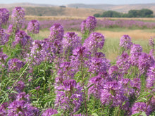 Rocky Mountain Bee Plant Seeds - 101+ Native Wildflower Seeds for Pollinators - Cleome serrulata