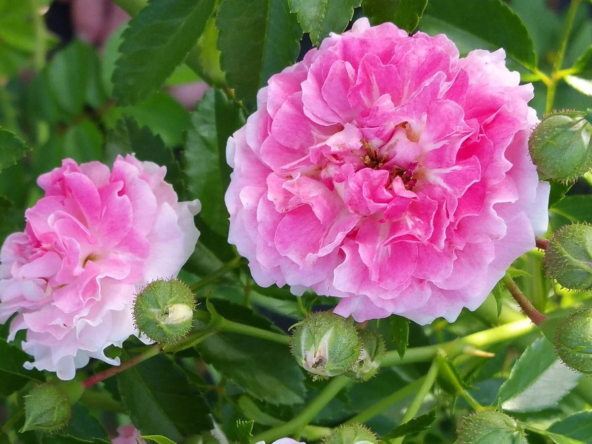 7 Sister Rose Plant Cuttings – Perennial Climbing Rose with Pink Flowers, Rosa 'Seven Sisters' – 5+ Cuttings per Order