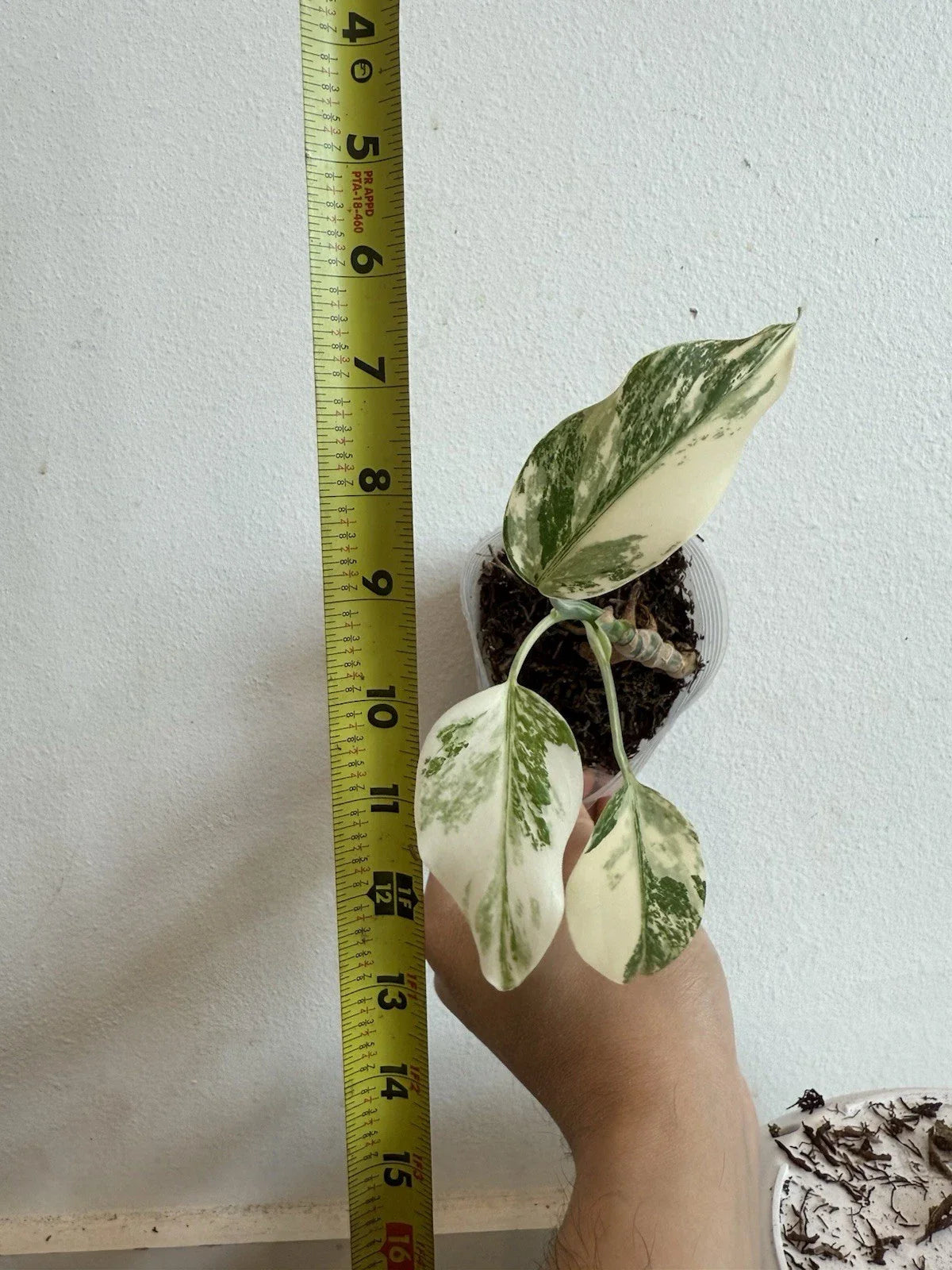 Rooted Variegated Monstera Albo Borsigiana Plant - Tropical Indoor Houseplant - Rare Green & White Foliage
