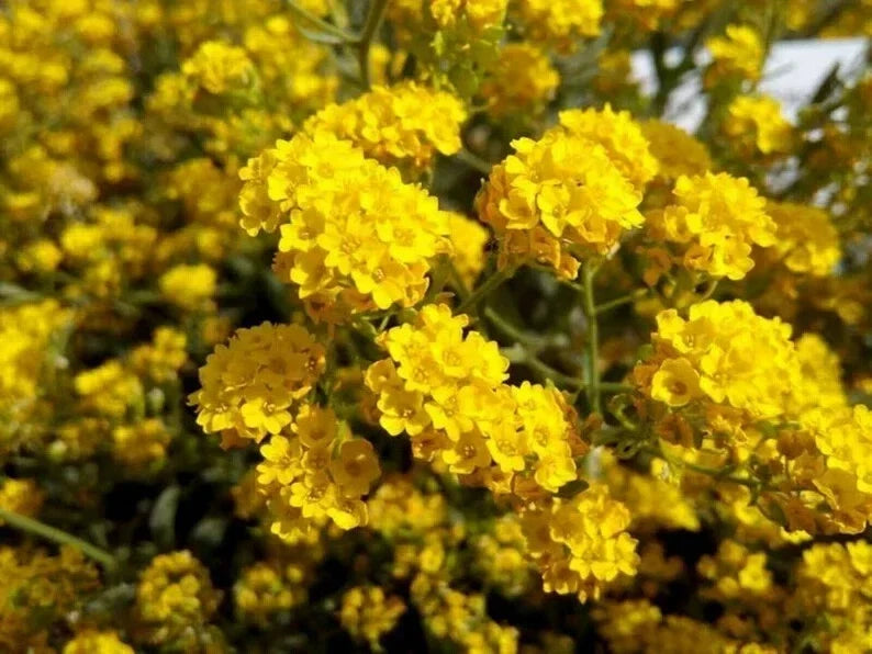 Sunset Yellow Cape Myrtle Seeds - 20 Perennial Lagerstroemia indica Flowers for Gardens & Borders