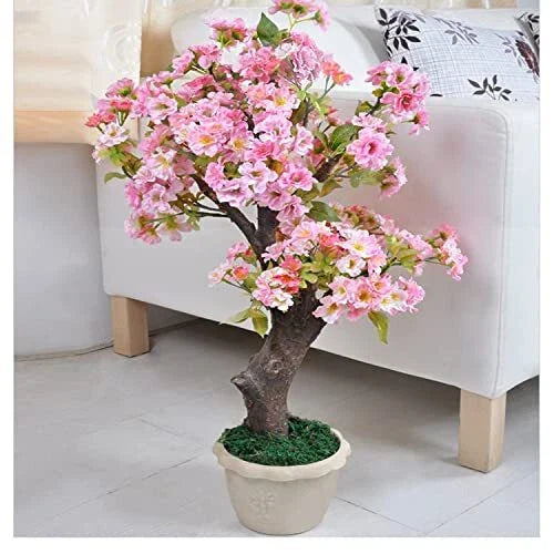 50+ Rare Cherry Blossom Seeds for Planting - Dwarf Pink Sakura Weeping Cherry (Prunus serrulata)