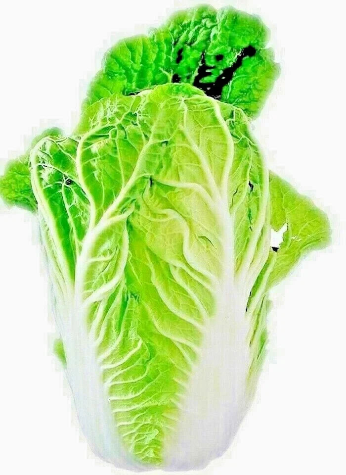 Chinese Cabbage Seeds 100+ Heirloom Brassica rapa for Microgreens & Salads, Vegetable Garden