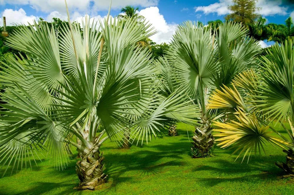 Mexican Fan Palm Tree Seeds - 20 Premium Quality Washingtonia Robusta Seeds for Landscaping and Gardening