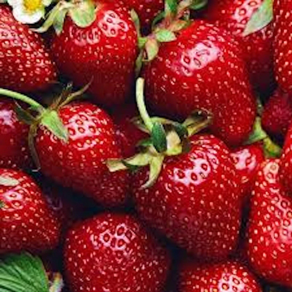 Allstar Junebearing Strawberry Plant - 5 Bare Root Perennial Fruit Plants - Fragaria x ananassa - High Yield, Sweet Berries