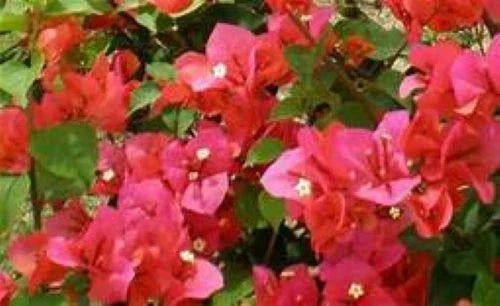 Live Bougainvillea Starter Plant, Miss Manila Variety, Well Rooted, Bougainvillea glabra, USA Seller