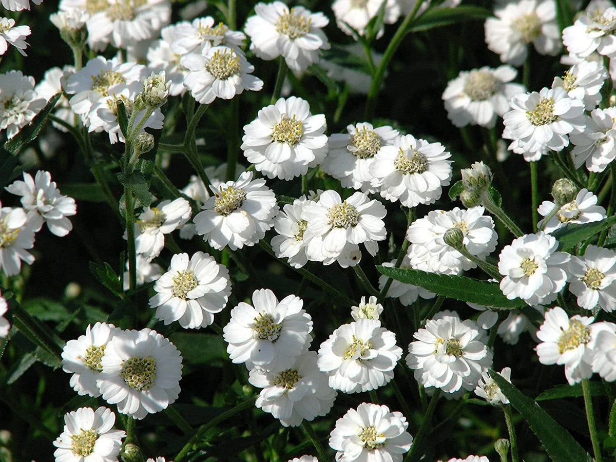 Sneezewort Seeds for Planting, 200 Seeds, Perennial Herb (Achillea ptarmica), Ships from Iowa, USA