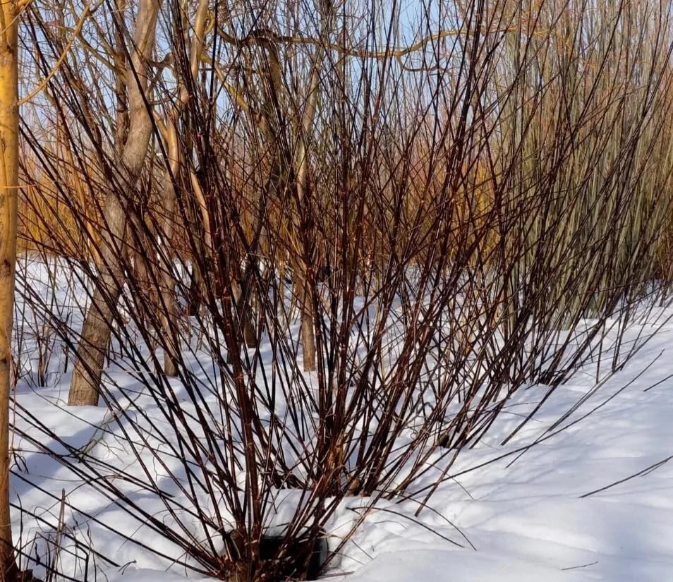 Blackskin Willow Cuttings - 2 Bush Cuttings - Rare Black Branches - Salix nigra