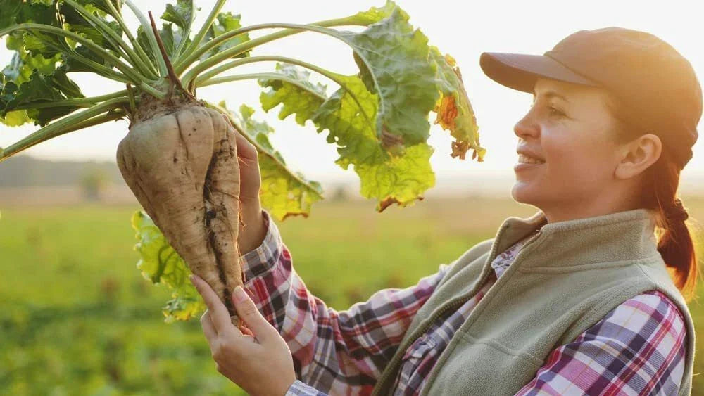 Sugar Beet Seeds 250+ Non-GMO Heirloom Beta vulgaris USA