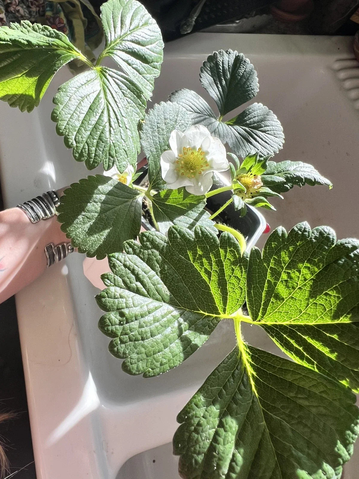 Seascape Strawberry Seeds - 200 Organic Heat Tolerant Berry Seeds - Perennial Fruit - Fragaria x ananassa