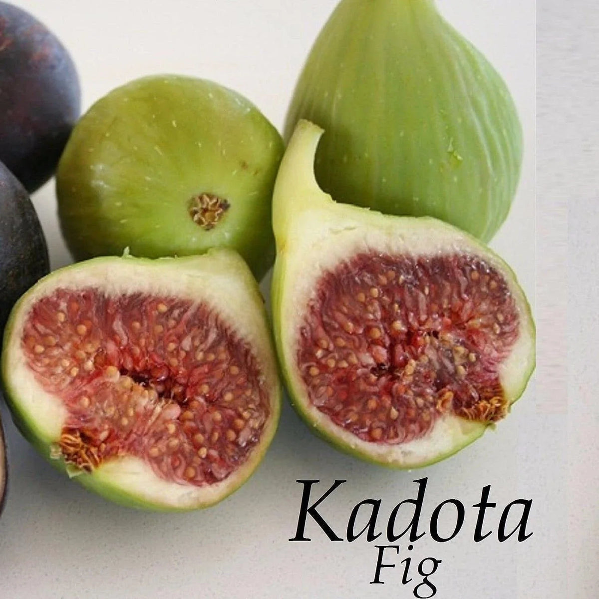 Kadota Fig Live Bare Root Plant 16+ Inches Ficus carica Greenish-Yellow Fruit Ideal for Canning Zones 7-10