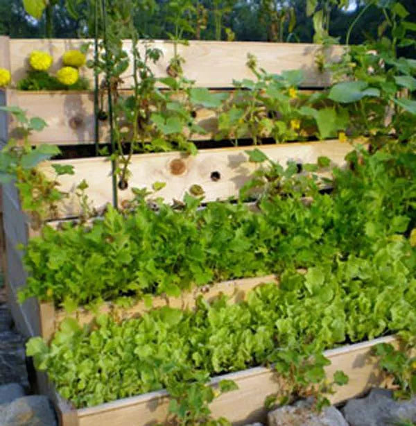 Herb Garden Collection - Large Heirloom Seeds, 13 Varieties of Culinary Herbs, Organic Herb Seeds for Home Gardening