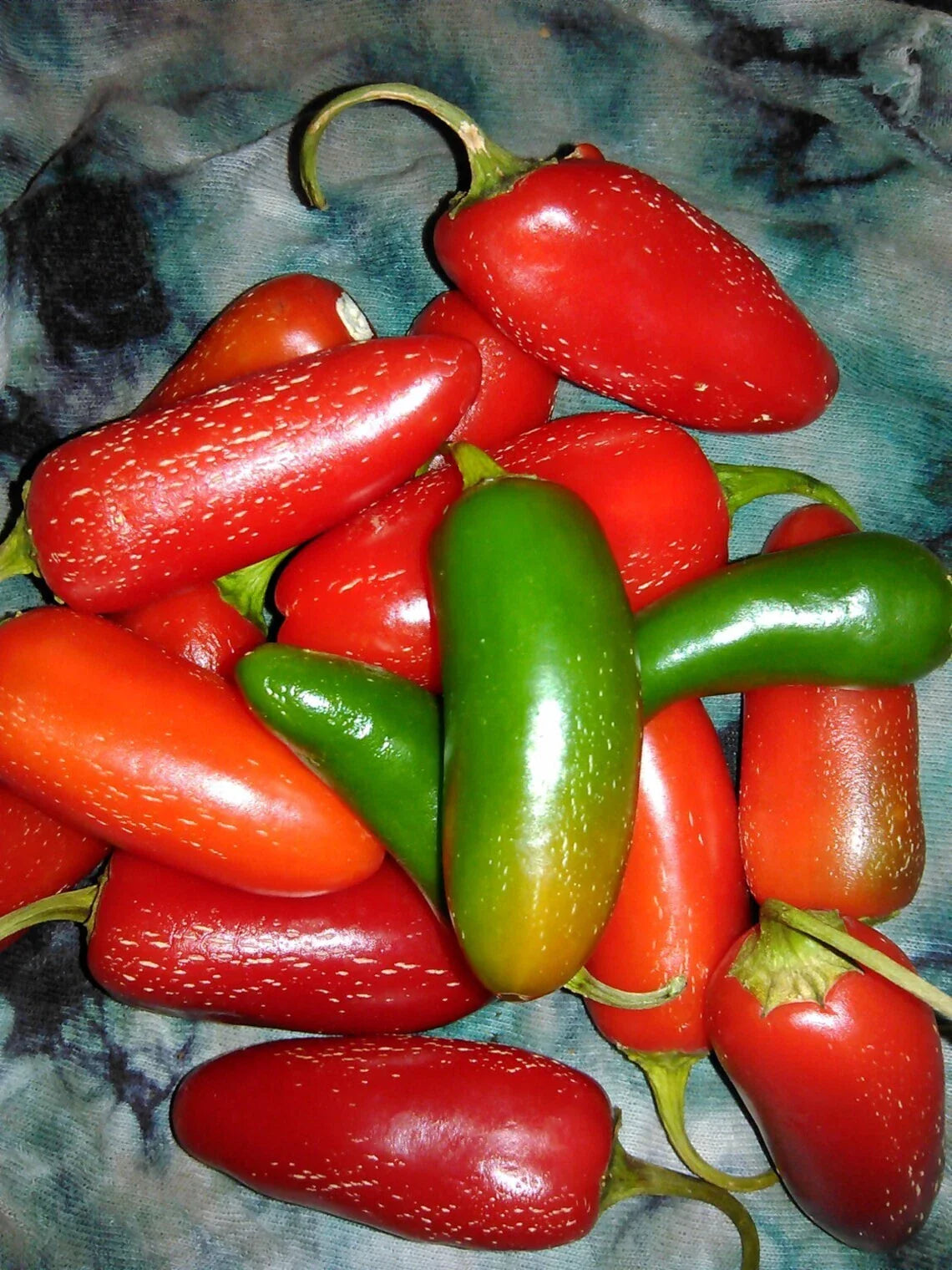Tam Jalapeno Pepper Seeds - 100+ Heirloom Organic Non-GMO Seeds - Capsicum annuum