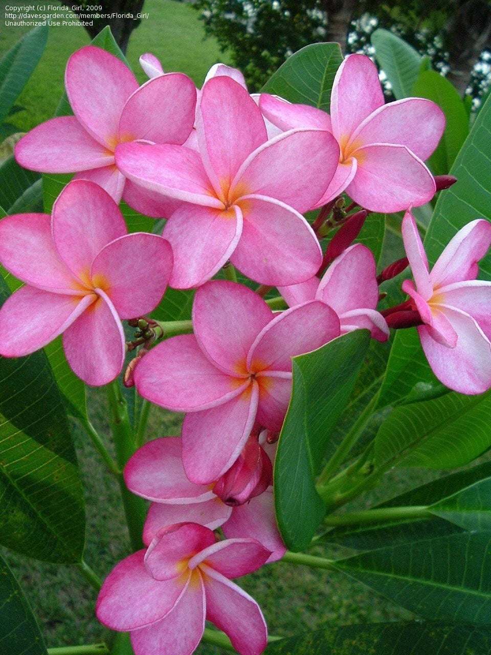 Hawaiian Plumeria Cuttings, Miami Rose, 12-14'' Frangipani Plant, Plumeria rubra
