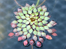 Mosaic Plant - Ludwigia Sedioides - 3 Live Aquatic Plants - Easy Care for Aquarium or Pond
