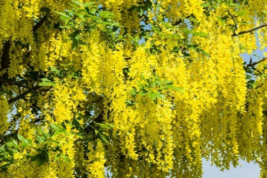 Golden Chain Tree Seeds - Laburnum alpinum - 20 Pack for Garden, Full Sun, Yellow Cascading Flowers, Easy to Grow, Free Shipping
