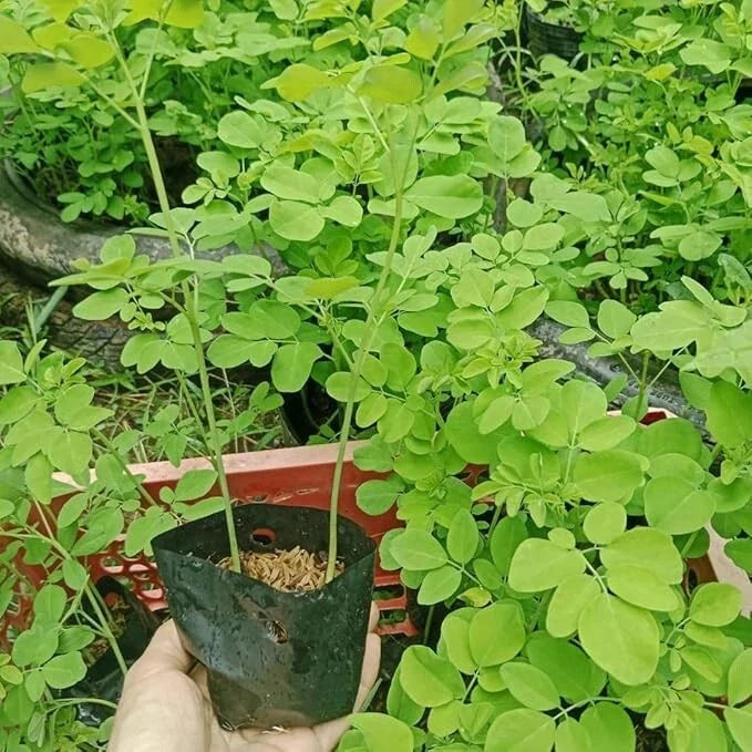 Moringa Oleifera Starter Plants 2 Pack - Fast-Growing Green Foliage in One Pot