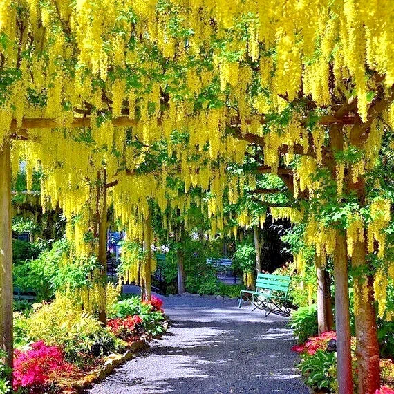 Golden Chain Tree Seeds - Laburnum anagyroides - Wisteria-Like Flowering Plant - Ornamental Garden Seeds