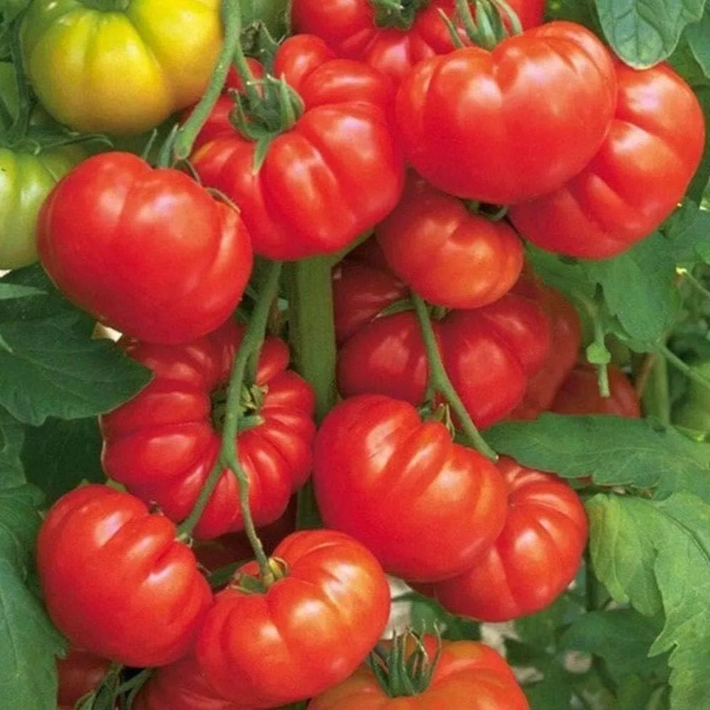 Beefsteak Tomato Seeds - Organic Heirloom, Large Juicy Fruits, Solanum lycopersicum, Home Garden, Non-GMO, 30+ Seeds