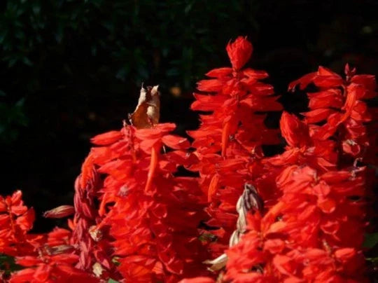 Scarlet Sage Seeds - 500+ Pack - Medicinal Herb Wildflower Salvia Coccinea - Bright Red Blooms, Drought Tolerant, Perennial