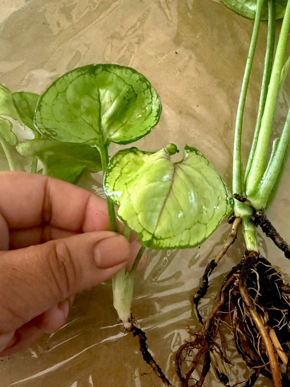 Syngonium ‘Berry Allusion’ Cutting - Rooted Live Plant, Easy Care Houseplant, Indoor Greenery - Perfect for Home Decor