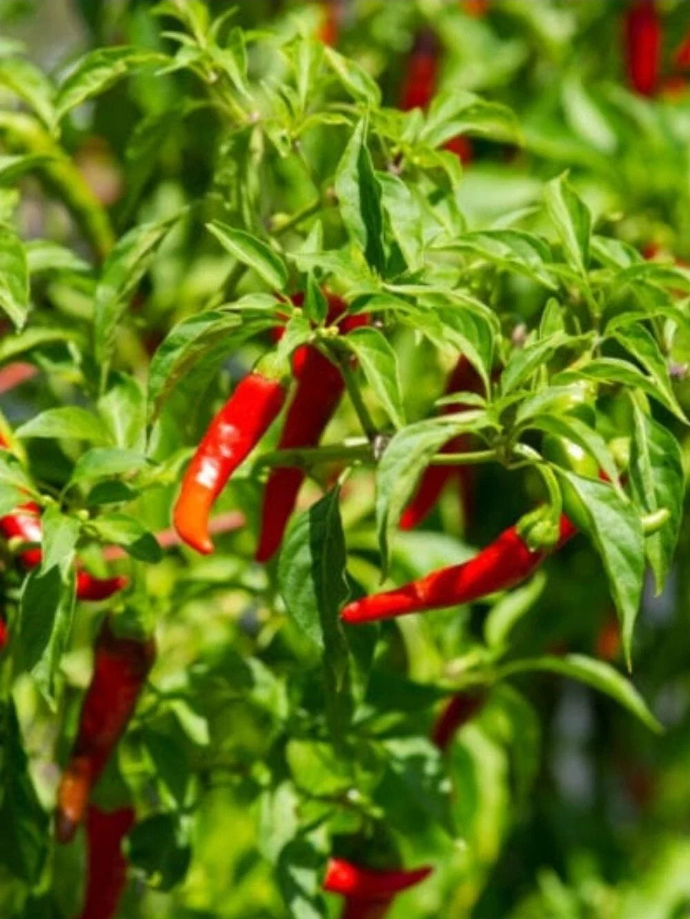 Cayenne Pepper Seeds - Heirloom, NON-GMO, Pesticide-Free, 30+ Seeds, Capsicum annuum, Spicy Hot Peppers for Garden or Container