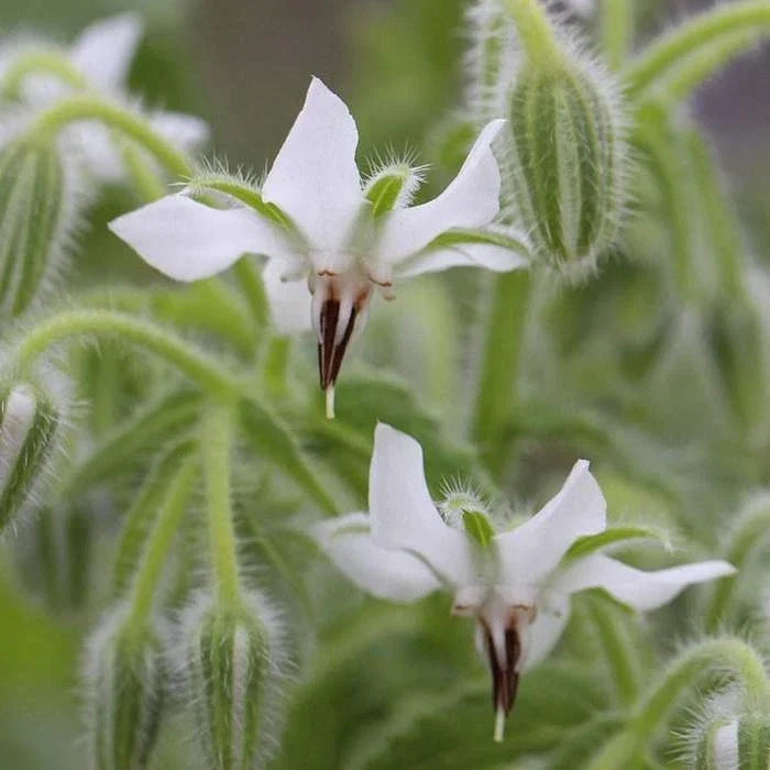 White Borage Seeds Bianca Heirloom NON-GMO Starflower Tailwort, Borago officinalis, Compact Bushy Plant