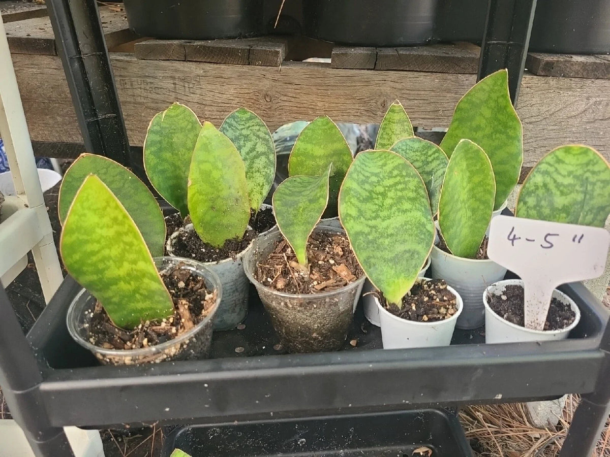 Baby Sansevieria Masoniana Whale Fin Snake Plant 4-5" Rooted Indoor Houseplant, Unique Green Foliage