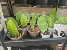Baby Sansevieria Masoniana Whale Fin Snake Plant 4-5" Rooted Indoor Houseplant, Unique Green Foliage