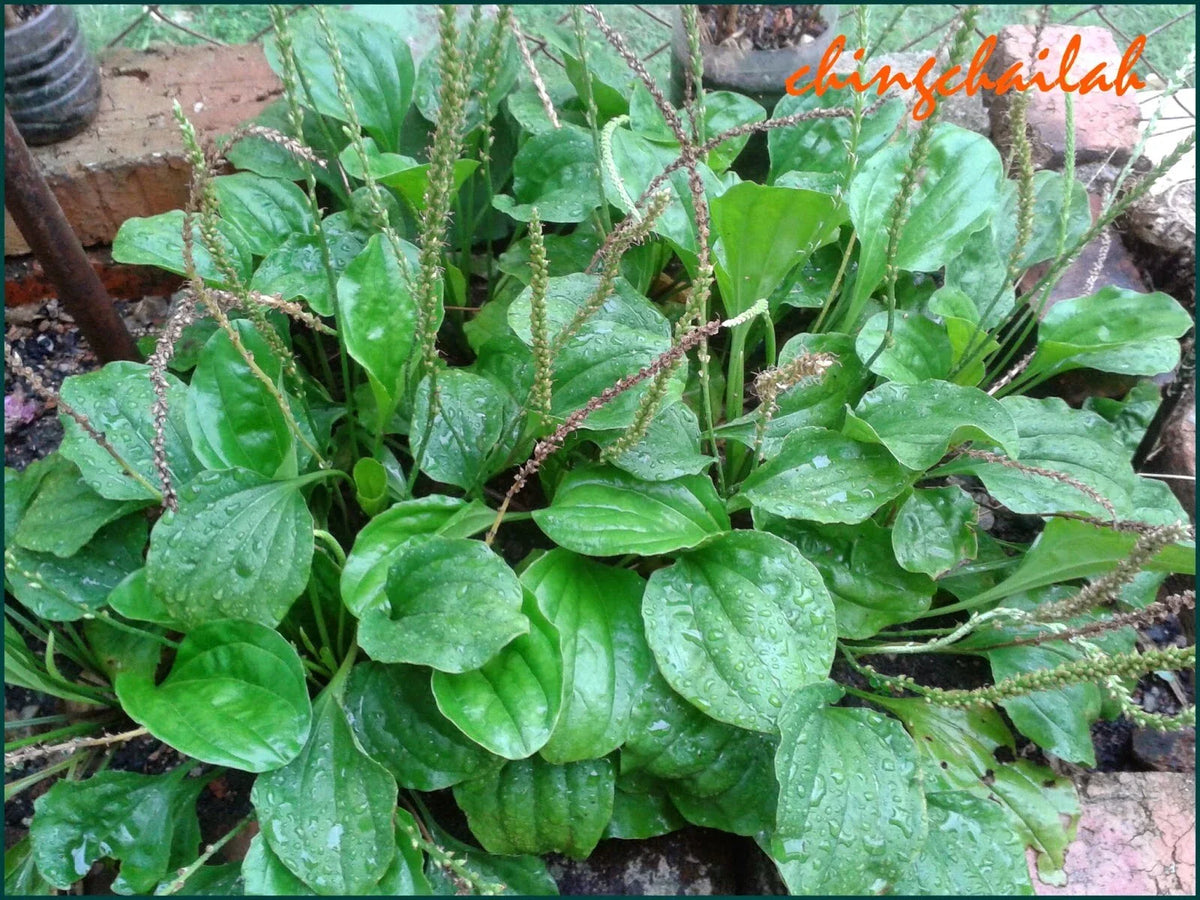 Plantago Major Live Plant Set of 3 - Edible Herbal Perennial with Root System - Great for Allergies and Gardening
