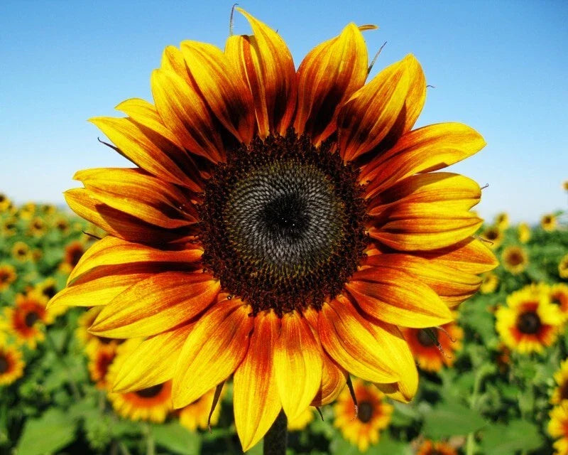 Firecracker Sunflower Seeds - 25 Fresh Seeds - Helianthus annuus - Vibrant Colorful Blooms for Gardens and Landscapes
